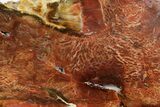 Colorful Polished Petrified Wood Slab - Cherry Creek, NV #365984-1